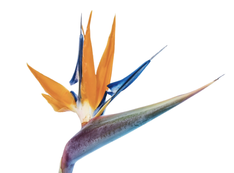 スタジオフラワー